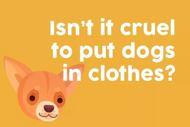 Isn’t it cruel to put dogs in clothes?