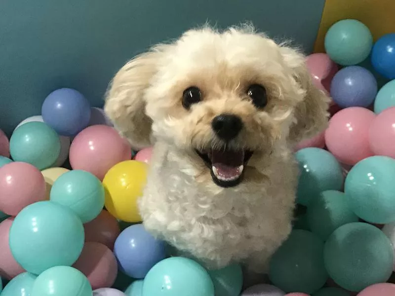 Make a Ball Pit