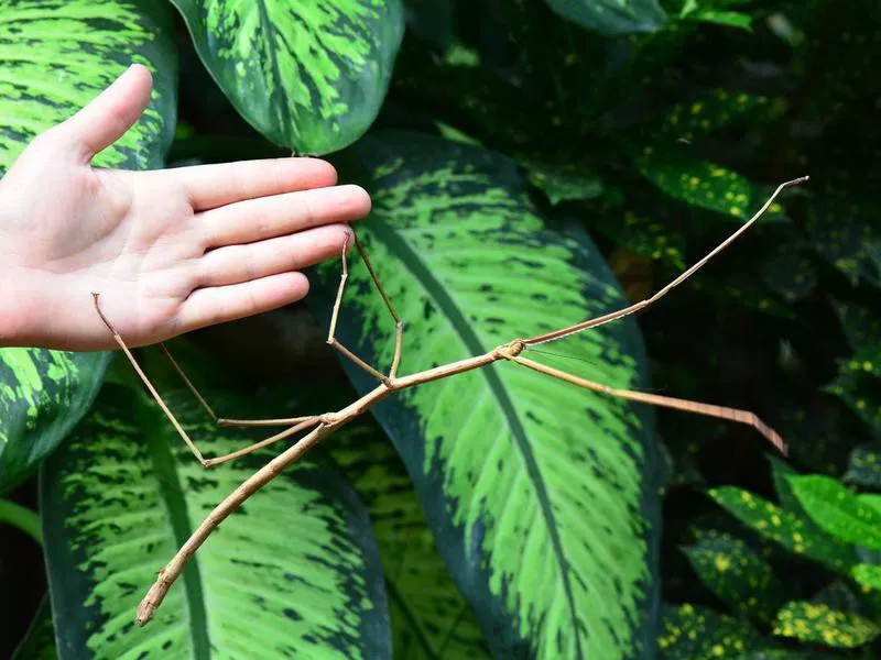 Giant Stick Bug