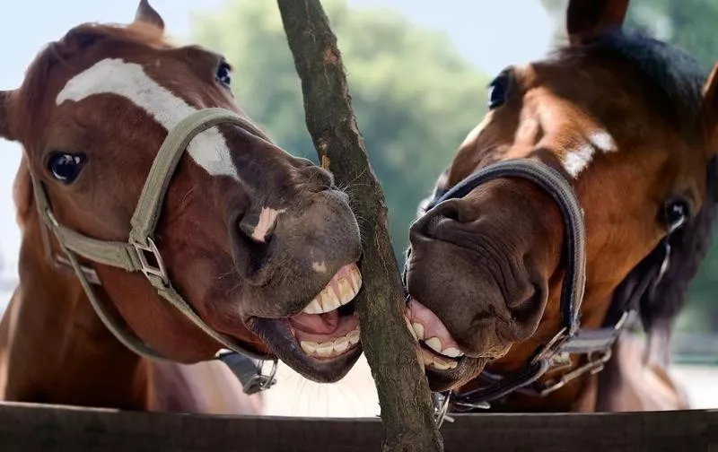 teeth