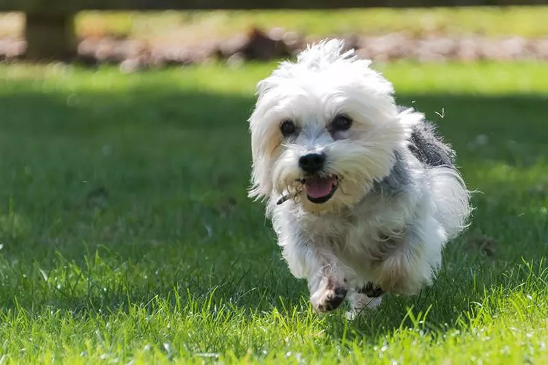 Dandie Dinmont Terrier running