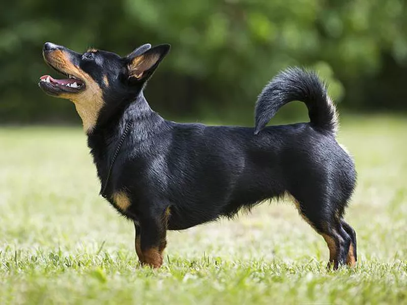 Lancashire Heeler