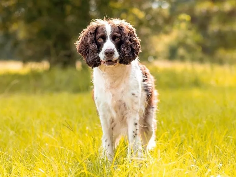 English Springer Spaniel