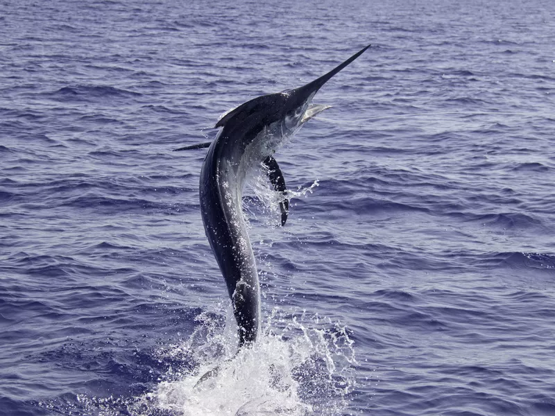 Black marlin