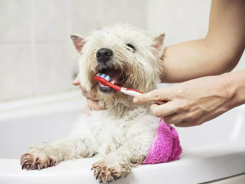 Brushing My Dog’s Teeth Is Silly