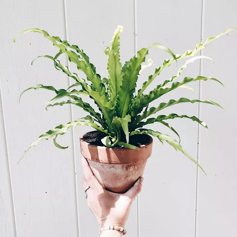 Bird’s Nest Fern