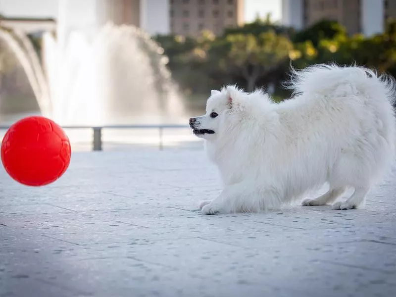 American Eskimo Dog