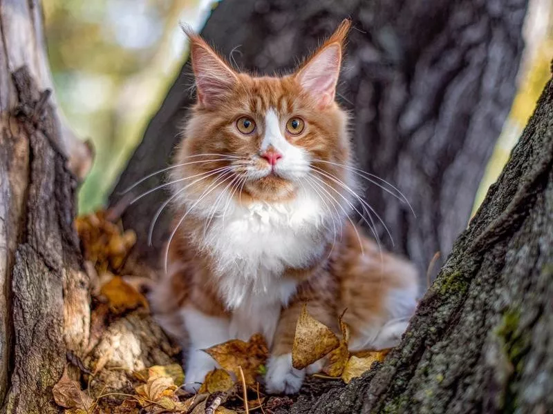 Maine Coon