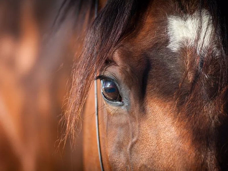 horses