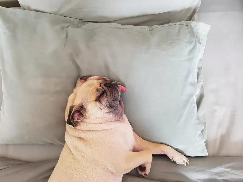 Pug dog having a siesta an resting in bed on the pillow on his back , tongue sticking out looking very funny.