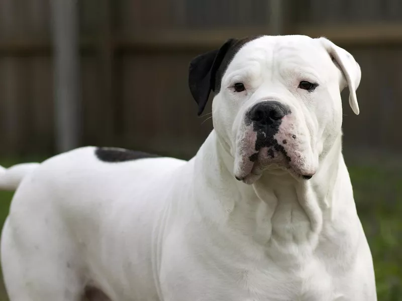 American Bulldog Portrait