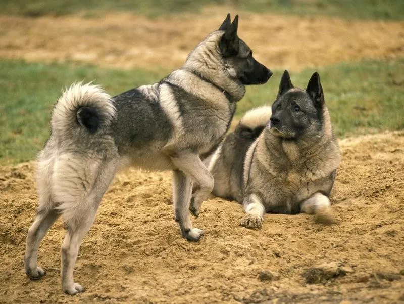 Norwegian Elkhound