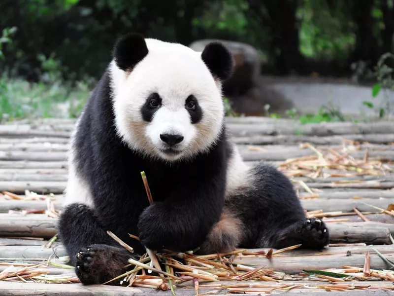 Giant Panda