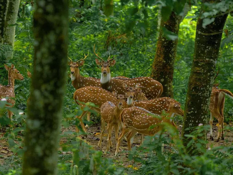 Sarang Wildlife Sanctuary