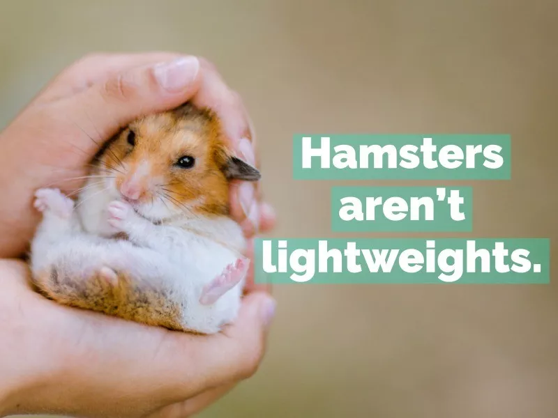 hamster