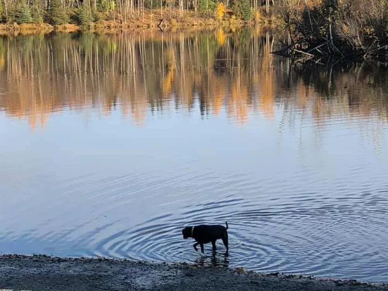 University Lake Dog Park