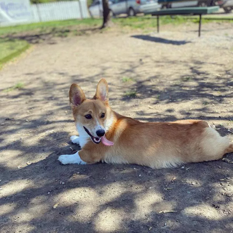 Corgi lying on the ground