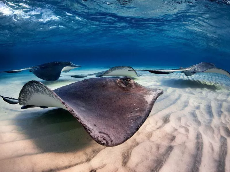 Swimming stingrays