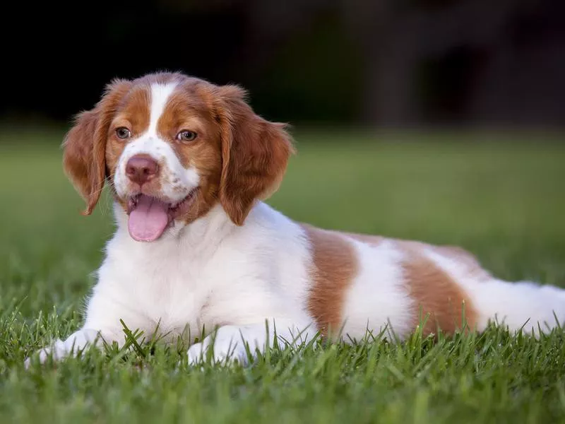 Brittany puppy laying on grass