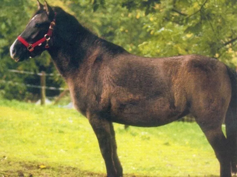 Arenberg-Nordkirchen Pony