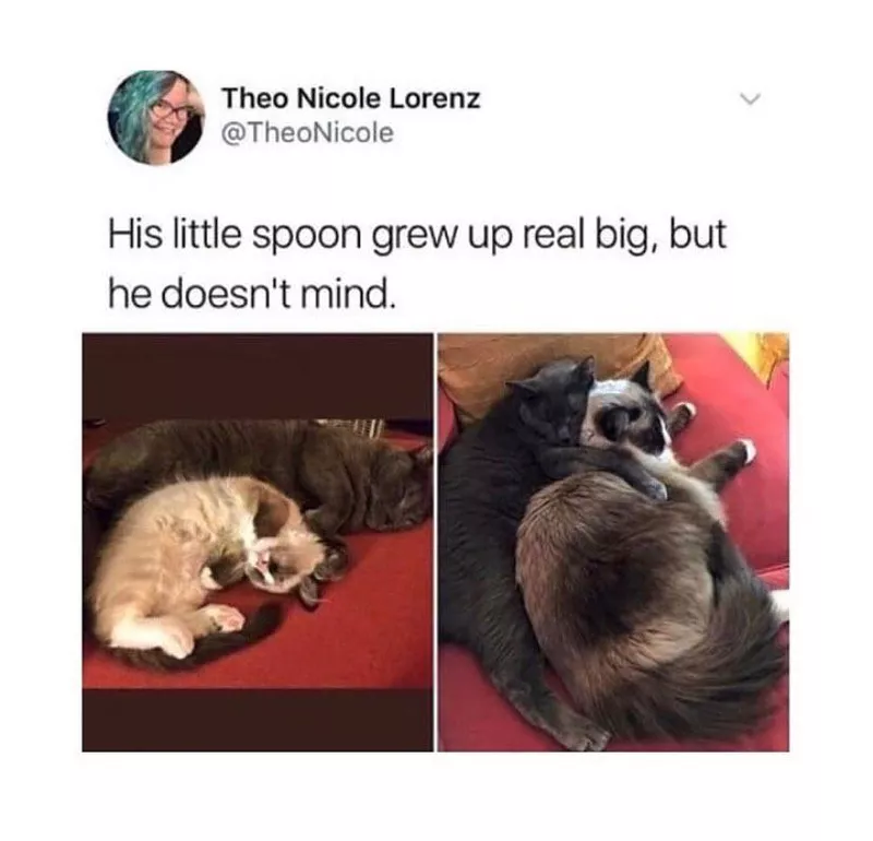 Wholesome cat meme