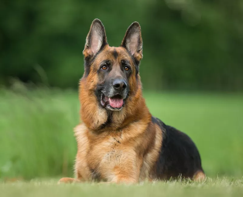 German Shepard Outdoors in Nature