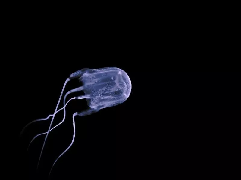 Box Jellyfish