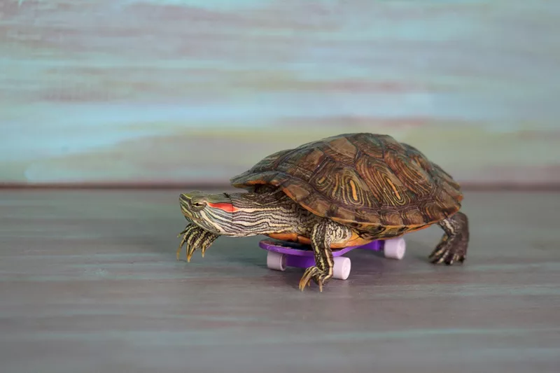 Turtle Riding a Skateboard