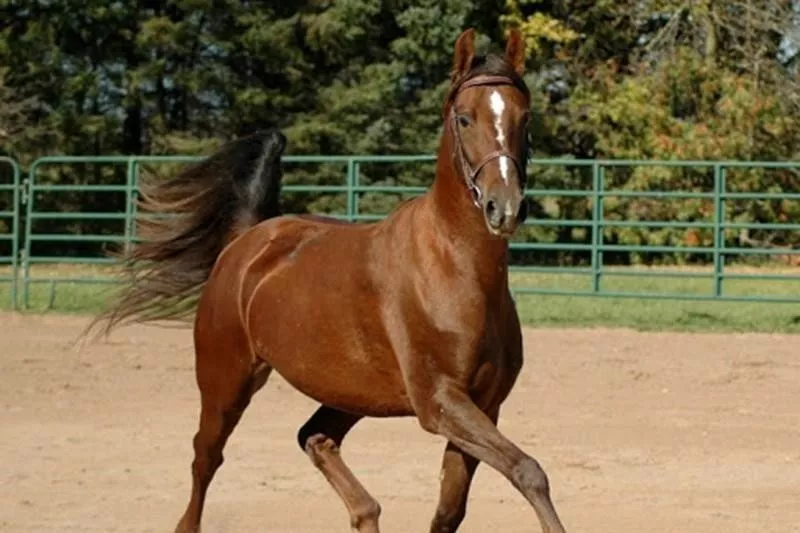 Friesians