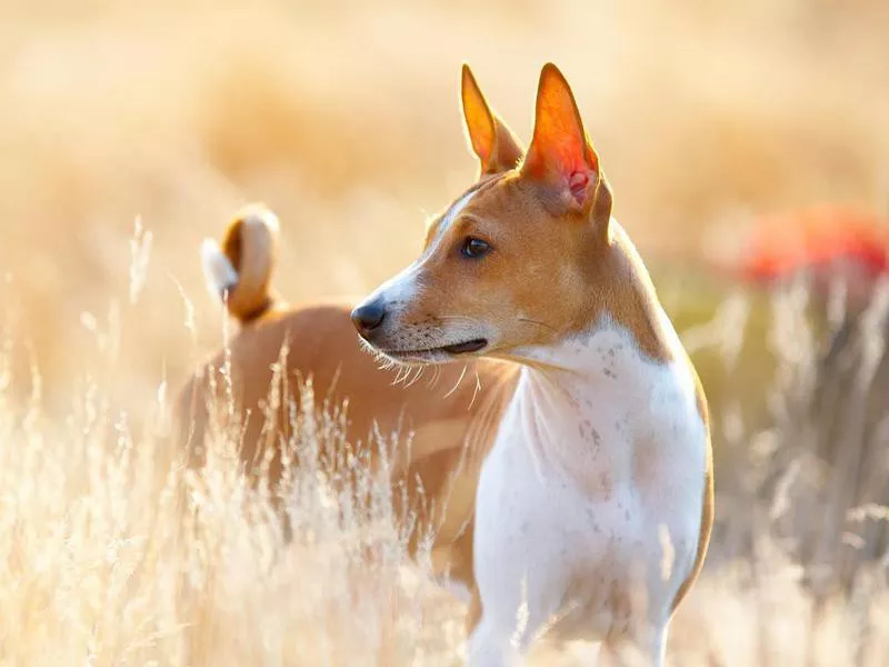 Basenji