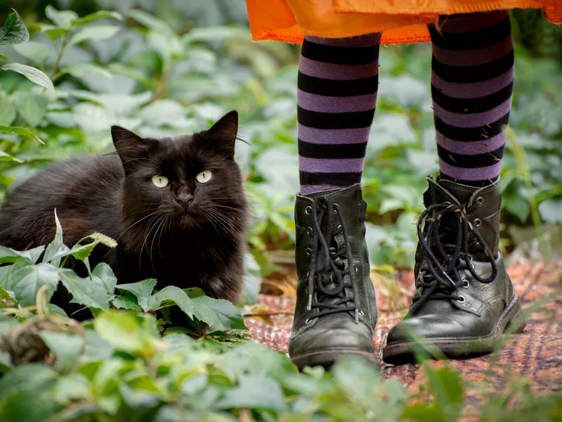 Fluffy black cat