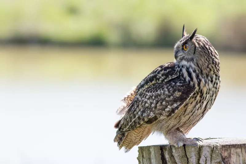 Owl turning its head 180 degrees