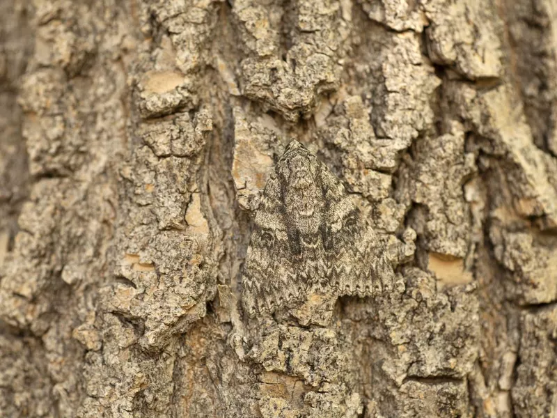 Sphinx moth on tree bark