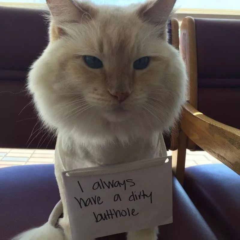 shaved cat