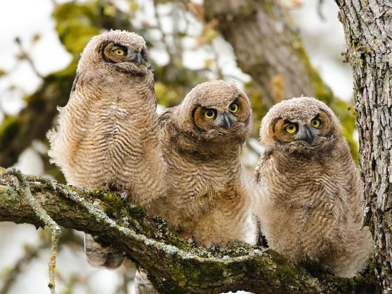 Great horned owls