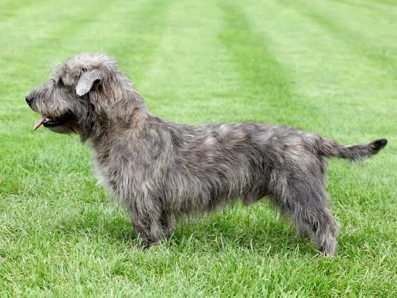 Glen of Imaal terrier