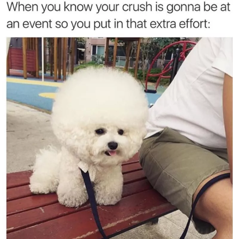 Poodle meme