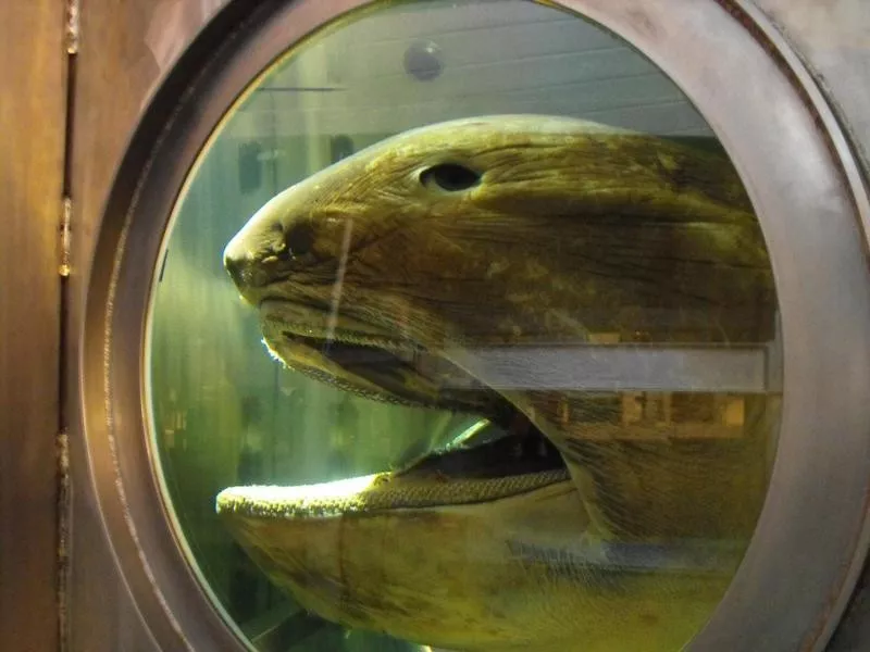 Megamouth Shark Head