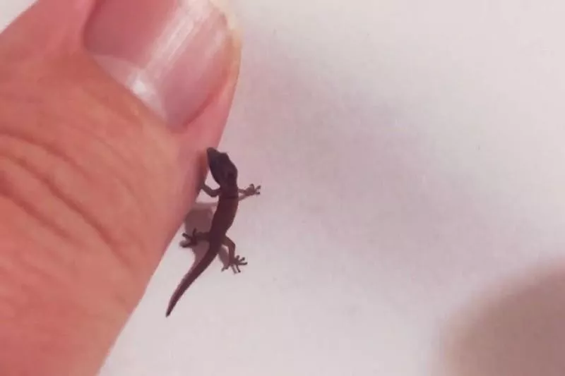 Jaragua Dwarf Gecko