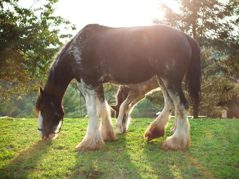 Clydesdale