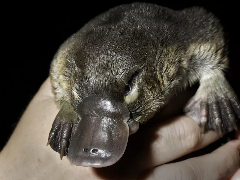 Platypus