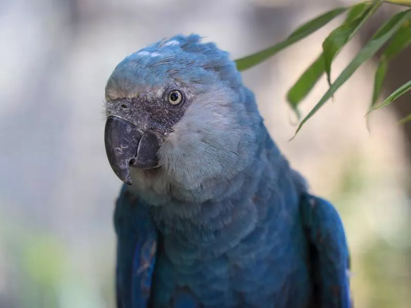 Parrot at Pairi Daiza