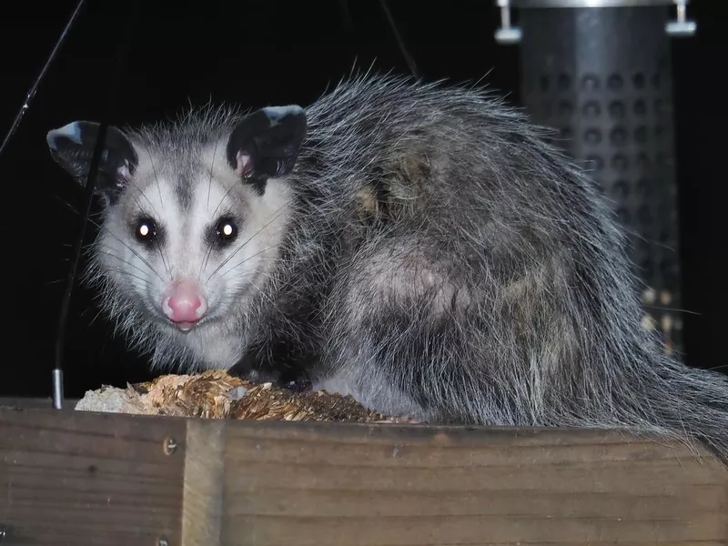 Possum