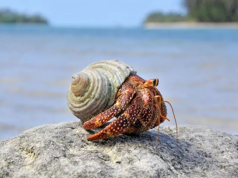 Hermit Crabs