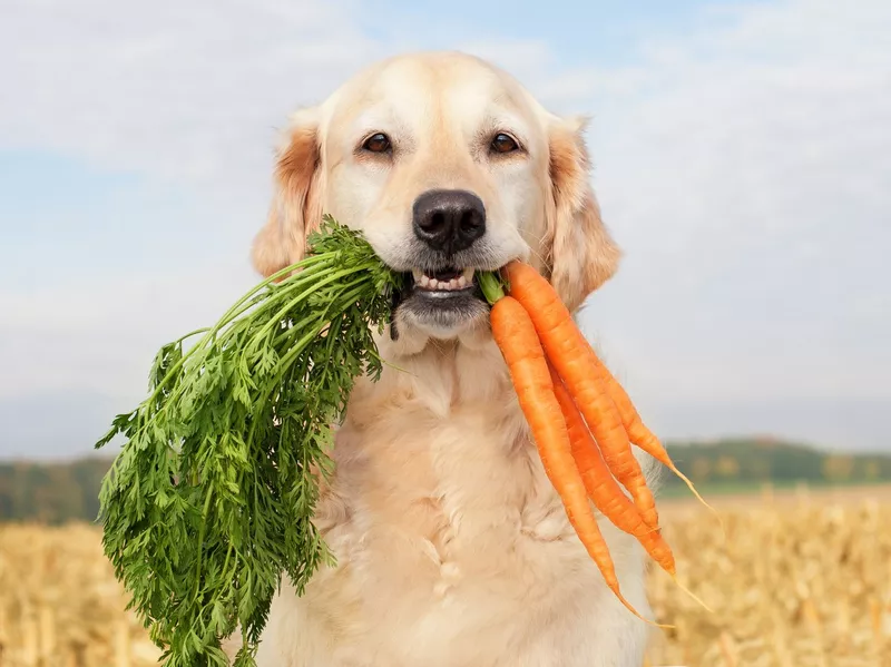 Dog with vegetables