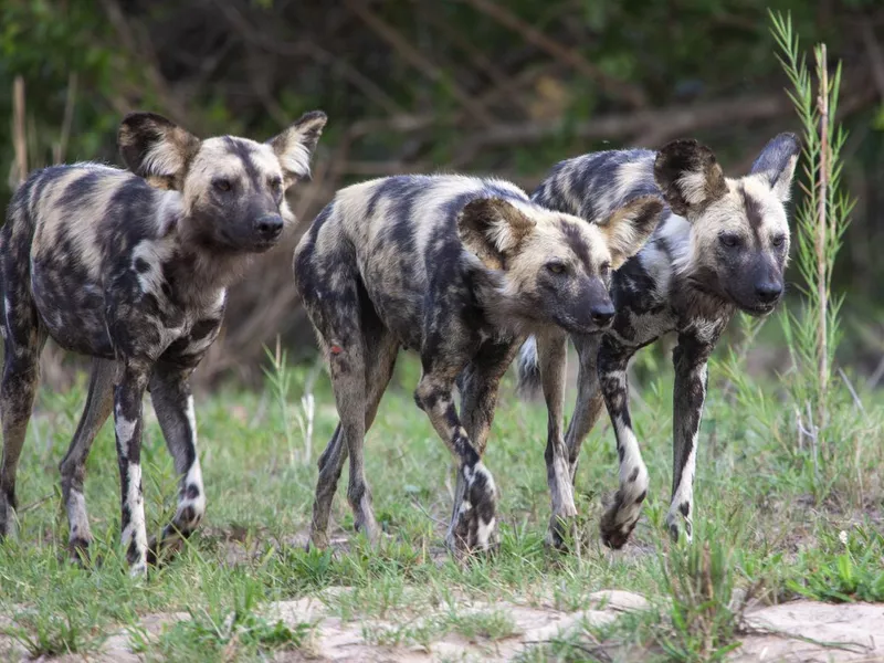 African Wild Dogs