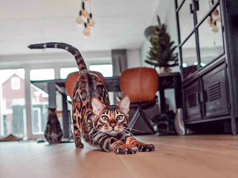 Bengal cat stretching