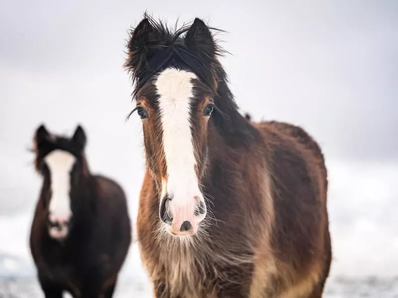 Gypsy horse