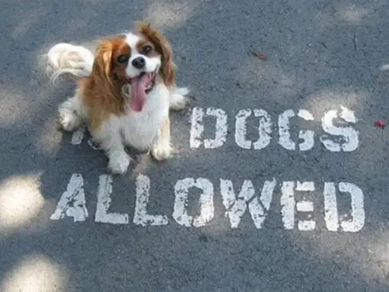 Dogs allowed