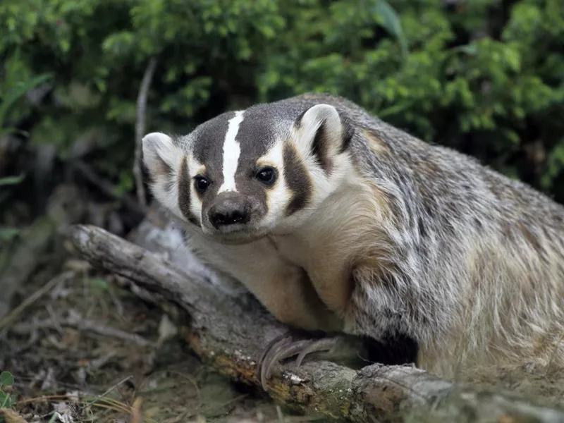 American Badger